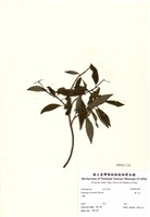 藏品(華八仙)的圖片